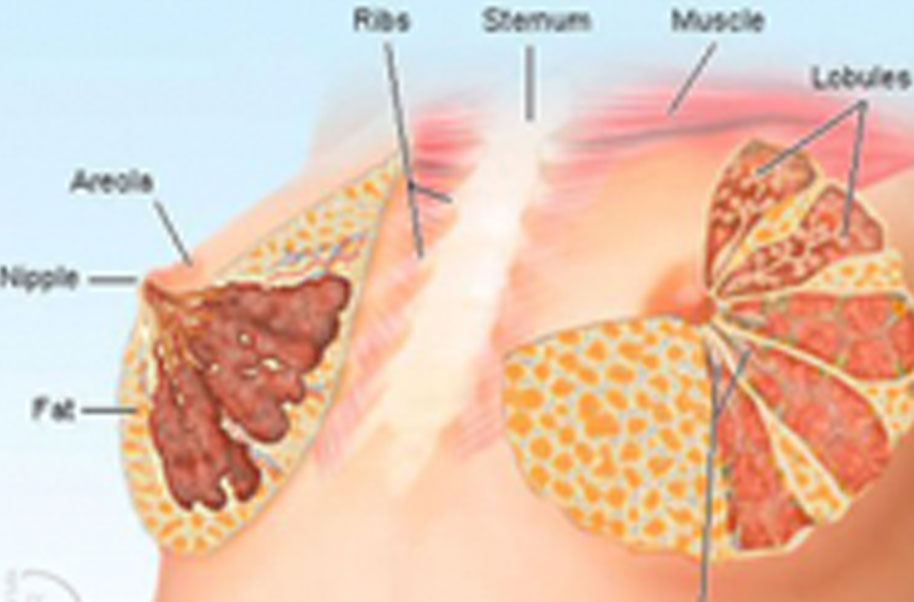 Inducing Lactation