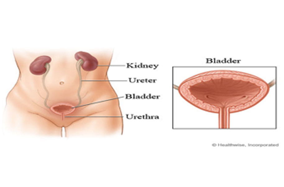 Bladder Problems (During Postpartum)